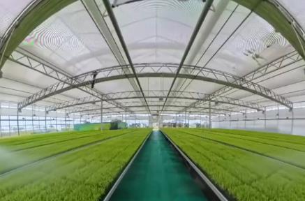 工厂化育秧为春耕生产保驾护航 “黑科技”为春耕按下“加速键”