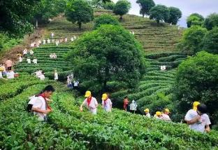 福建发布地方标准《茶文化研学旅行基地建设要求》