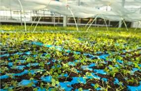 全链发展“土特产富” 浙江已建成136条超十亿元全产业链