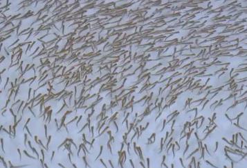 探访“中国鳇鱼之乡”同江：大麻哈鱼鱼苗每天六餐 鳇鱼入住“智能江景房”