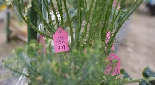 从依赖进口到实现国产替代 “中国种”筑牢“菜篮子”安全根基