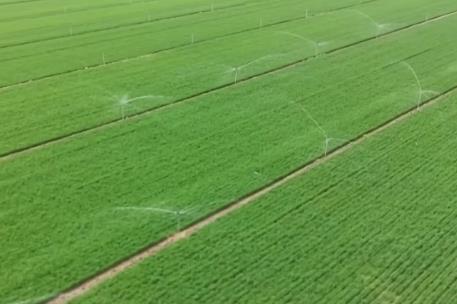 我国主产区小麦苗情长势向好