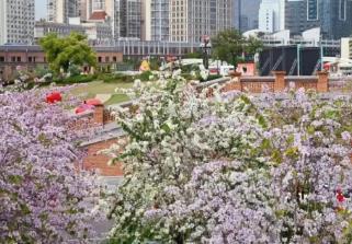 “闽式春天”春意浓！清明假期福建文旅市场持续升温