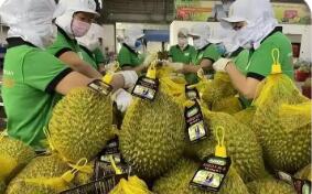 一份准入一次机遇 多国优质水果获准入华