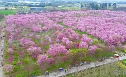 春日经济活力的关键何在