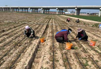 河南新乡县：特色产业铺就富民路