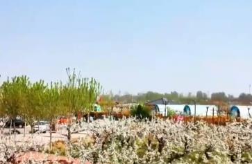 “赏花+”链接多元消费新场景 生态“颜值”成为乡村振兴“美丽引擎”