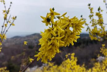 借智引力再提速“中国连翘之乡”安泽擘画全产业链新图景