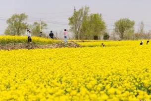 金色花海“吸睛”又“吸金” 山西孝义解锁农旅融合新路径