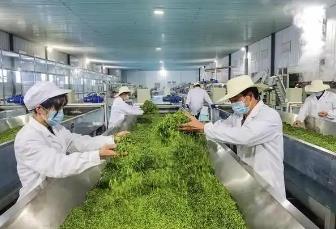 广东发布9项茶叶产业省级地方标准