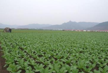 南充出台五大举措做强“中国冬菜之乡”金字招牌