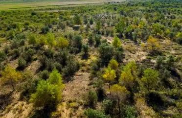 内蒙古：绿色接力绘就绿色长城