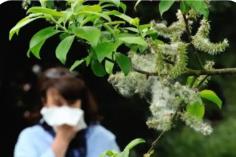 内蒙古科学施策破解花粉过敏性鼻炎防治难题