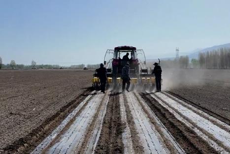 特克斯春日“葱”忙曲 奏响乡村振兴的田园牧歌.jpg