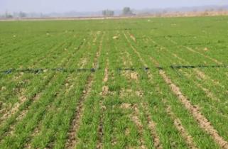 山西：黄土地解锁“吨半粮”