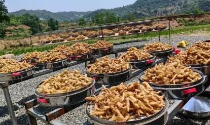 科技赋能全产业链 湖南安化：黄精产业何以成为“黄金产业”