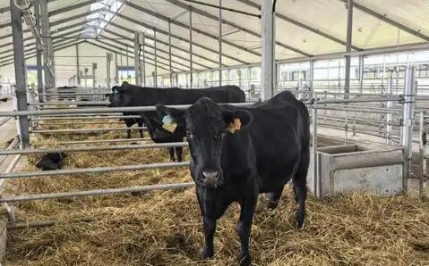 政银企合力推动黑龙江依安肉牛产业加速发展