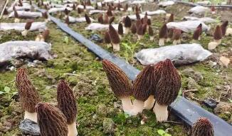 羊肚菌撑起陕西汉中480万元增收链