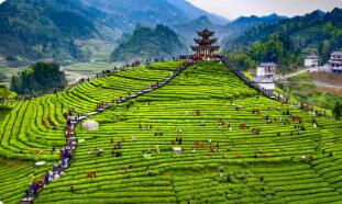 一片叶子背后的县域开放逻辑——湖北恩施以茶产业撬动特色产业出海