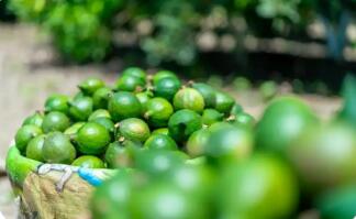 云南永德：60万亩坚果树开出“希望之花”