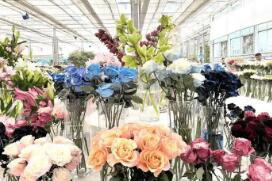 辽宁凌源鲜切花首次出口欧洲