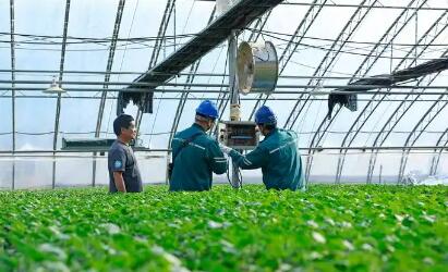 山东潍坊：“智慧农业”点亮特色产业富民路