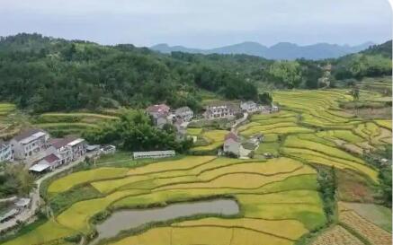 深耕乡村沃土 绘就振兴画卷——安徽太湖县全面推进乡村振兴高质量发展纪实