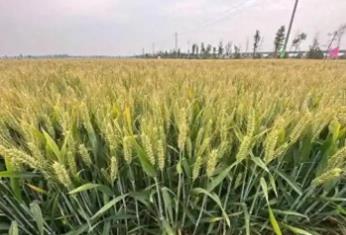 河南省首单小麦综合气象指数保险落地