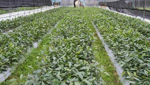 湖南汝城：白毛茶成就助农特色产业链