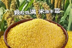 内蒙古化德县：让小米“长成”大产业
