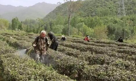 “南茶北移”盘活闲置山地 山西省垣曲县生态基地采茶忙