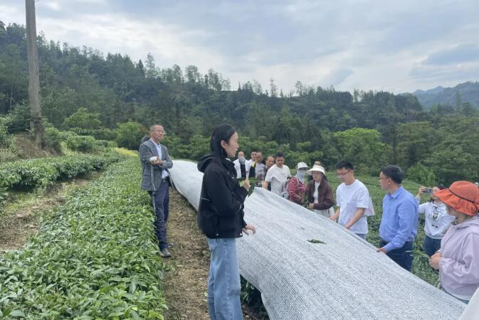 四川乐山：抹茶培训课来到茶园与生产车间