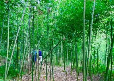 福建永安：一根翠竹挑起产业与民生