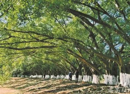1.72万亿撬动绿色转型｜建设美丽广州 打造美丽中国城市样板