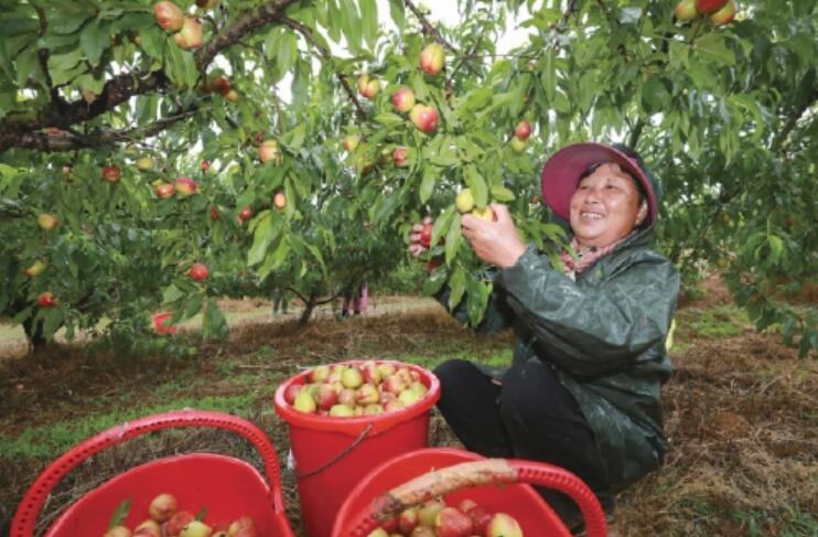 “枣阳皇桃”抢鲜上市 产销两旺势头喜人