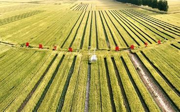 麦收临近又遇降雨，“中原粮仓”河南如何保夏收