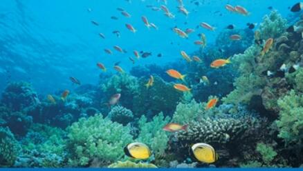 首部海洋生物医药产业发展文件出台　助力打造千亿级新兴产业