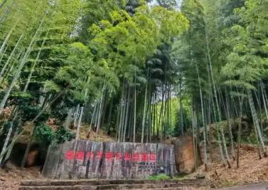福建永安：中国笋竹之乡竹海生“金”