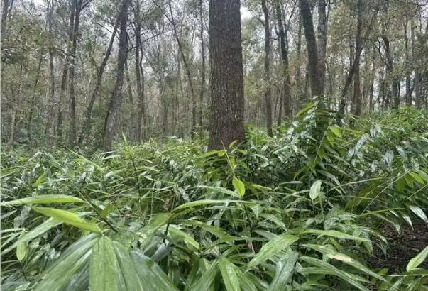 海南探索热带雨林“点绿成金”