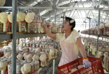 “中国猴头菇之乡”海林：猴头菇迎来采收季