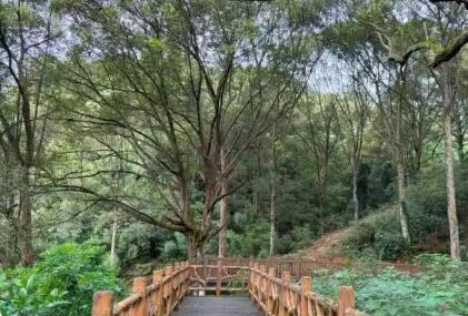 广东建设古树公园、绿美古树乡村、绿美红色乡村392个