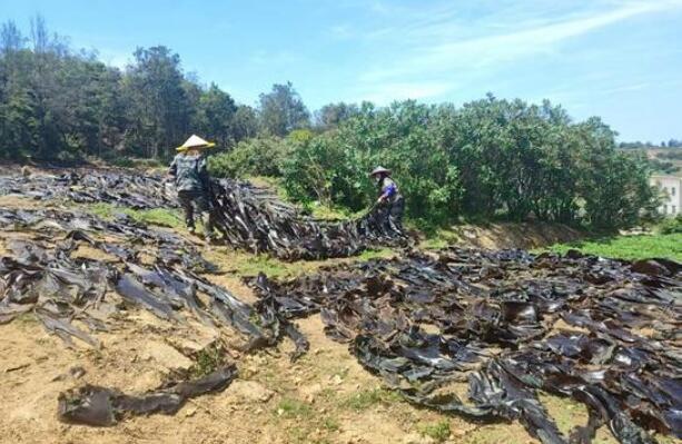 “海上黑金”变身“民生好菜” 福建福清海带产销两旺助民增收