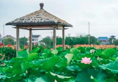 深耕多元“荷经济” “中国田藕之乡”一池花开别样红