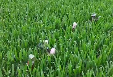 “三化”种植赋能农业生产提质增效 智能管护实现“优粮优储”