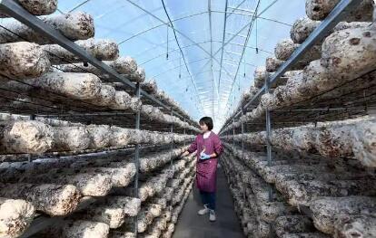 小菌菇长成富民大产业 贵州道真聚力打造“西南菌都”