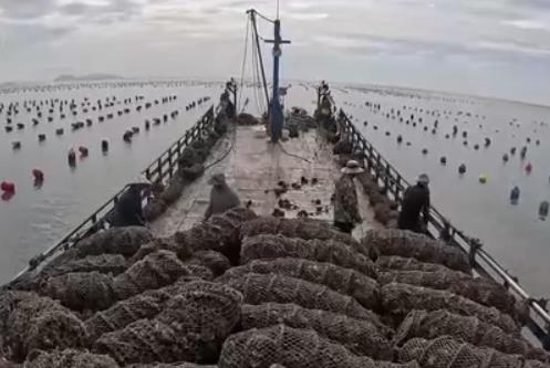 福建霞浦：万亩生蚝迎丰收 夏日餐桌海味足