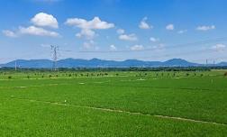 科技育秧精细施策 福建守护夏日粮仓