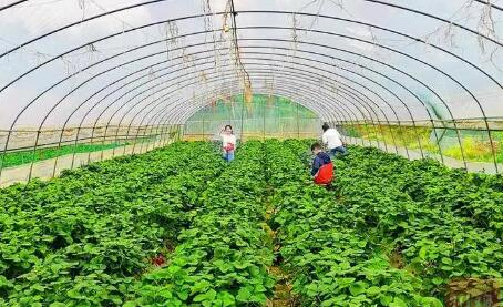 四川江油：绿色种养循环模式助农增收