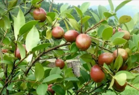 江西宜春袁州：让古老油茶产业焕发全新活力