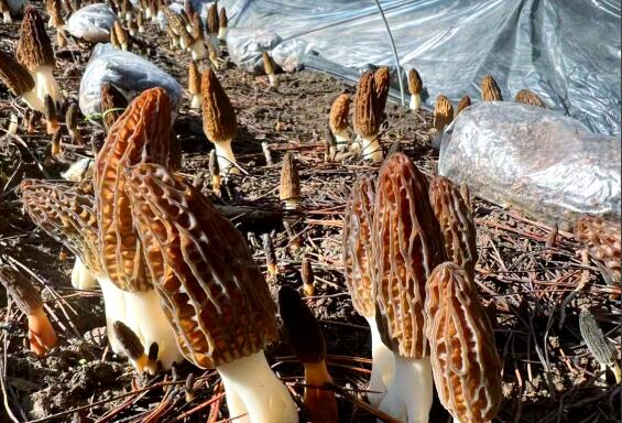 金融活水精准赋能 青海同仁羊肚菌产业铺就藏乡增收路
